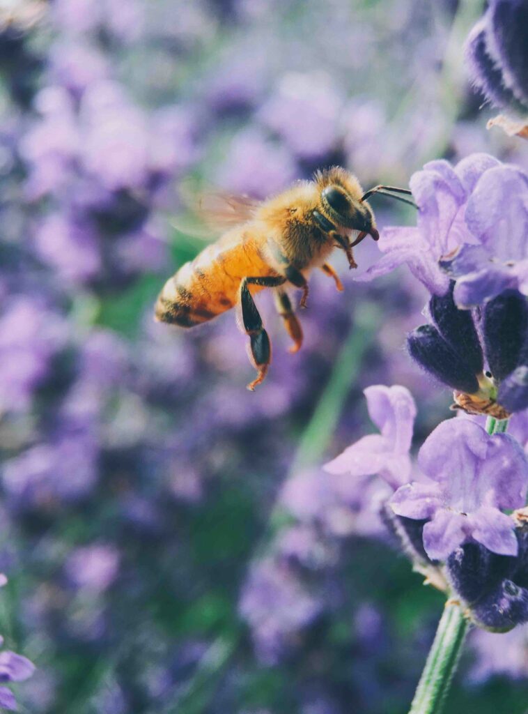 Wild Bees Balance Their Diet Through Flower Choices