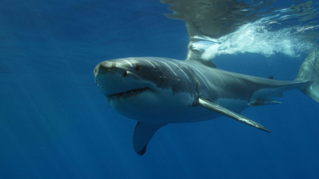 Ocean Acidification Threatens Sharks’ Teeth
