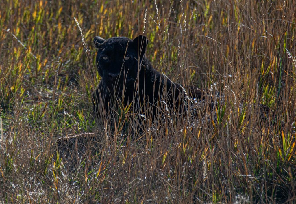 Black Panther Sighting Shakes Dupnitsa