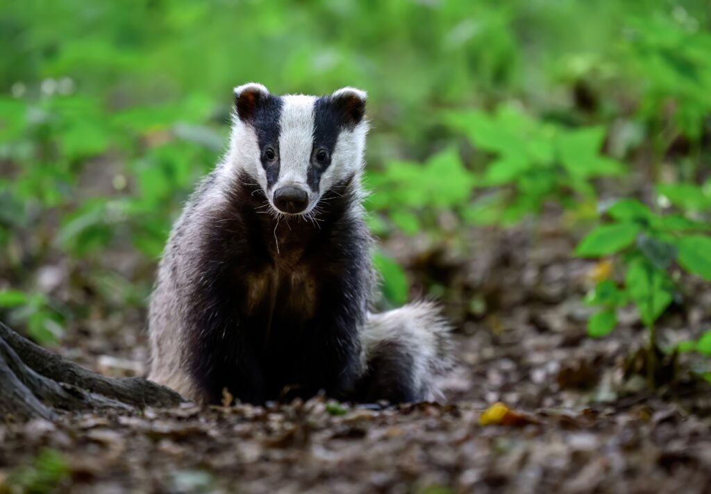 Labour urged to pair end of badger cull with major investment in testing and vaccines