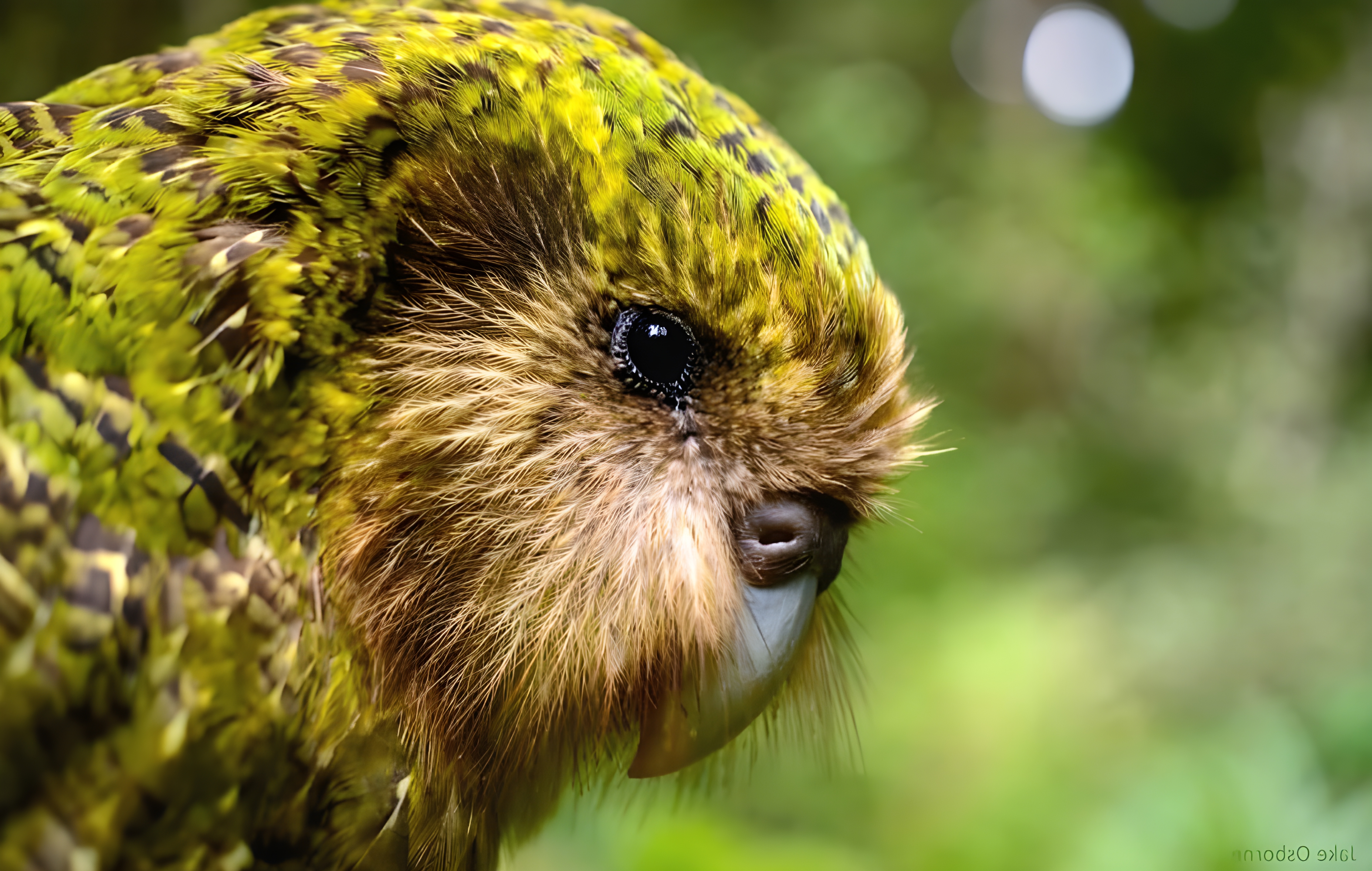 Can Vaccines Protect the World’s Rarest Birds from Avian Flu?