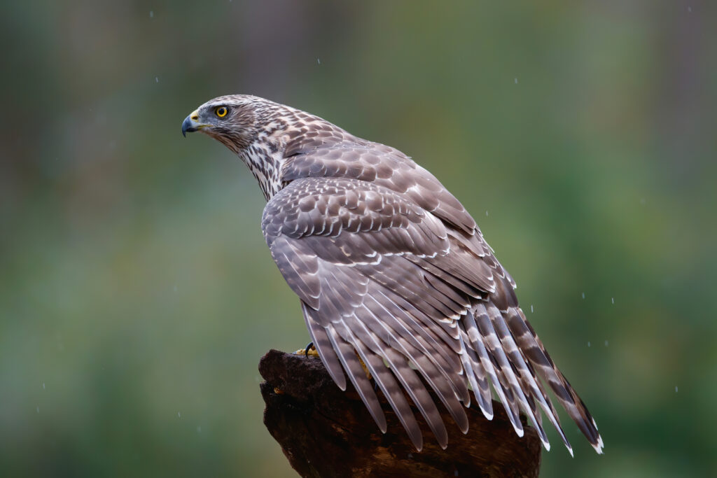 Berlin’s urban goshawks inspire UK rewilding plan