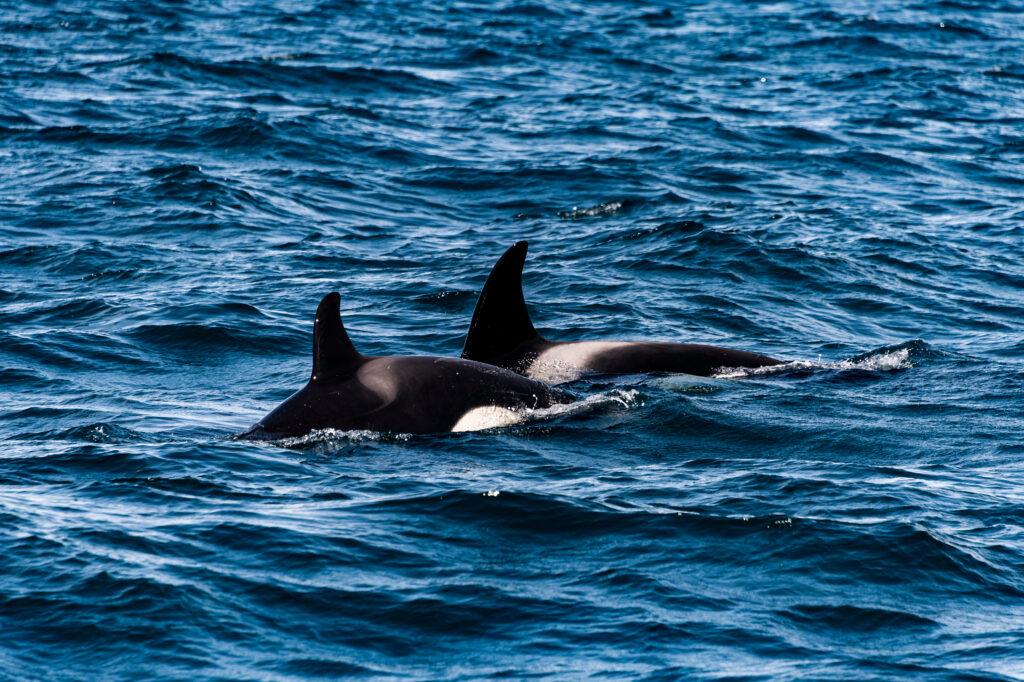 Orcas and Dolphins Work Together to Hunt Salmon, Study Shows
