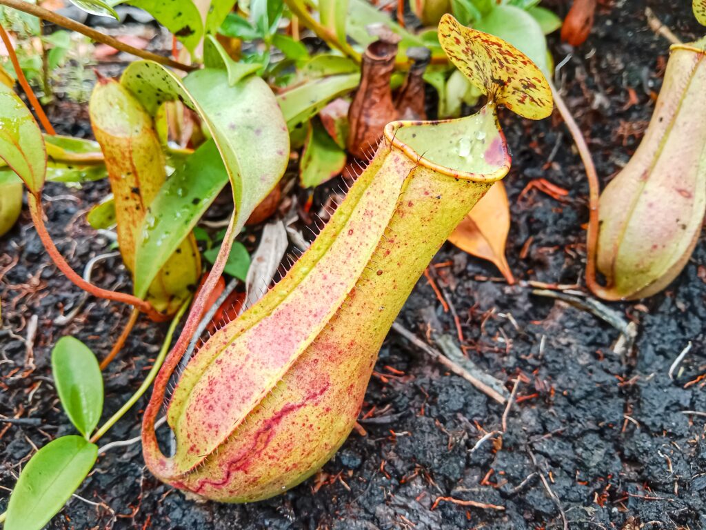 Pitcher plant’s sweet nectar hides a toxic nerve agent