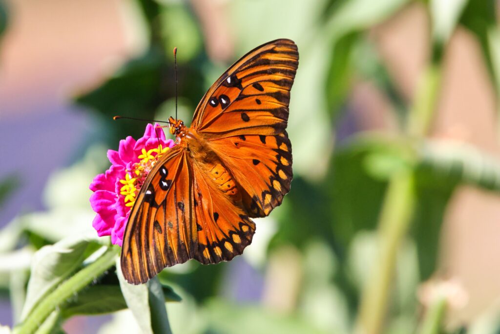 Good Weather Helps Rare Marsh Fritillary Butterfly Recover