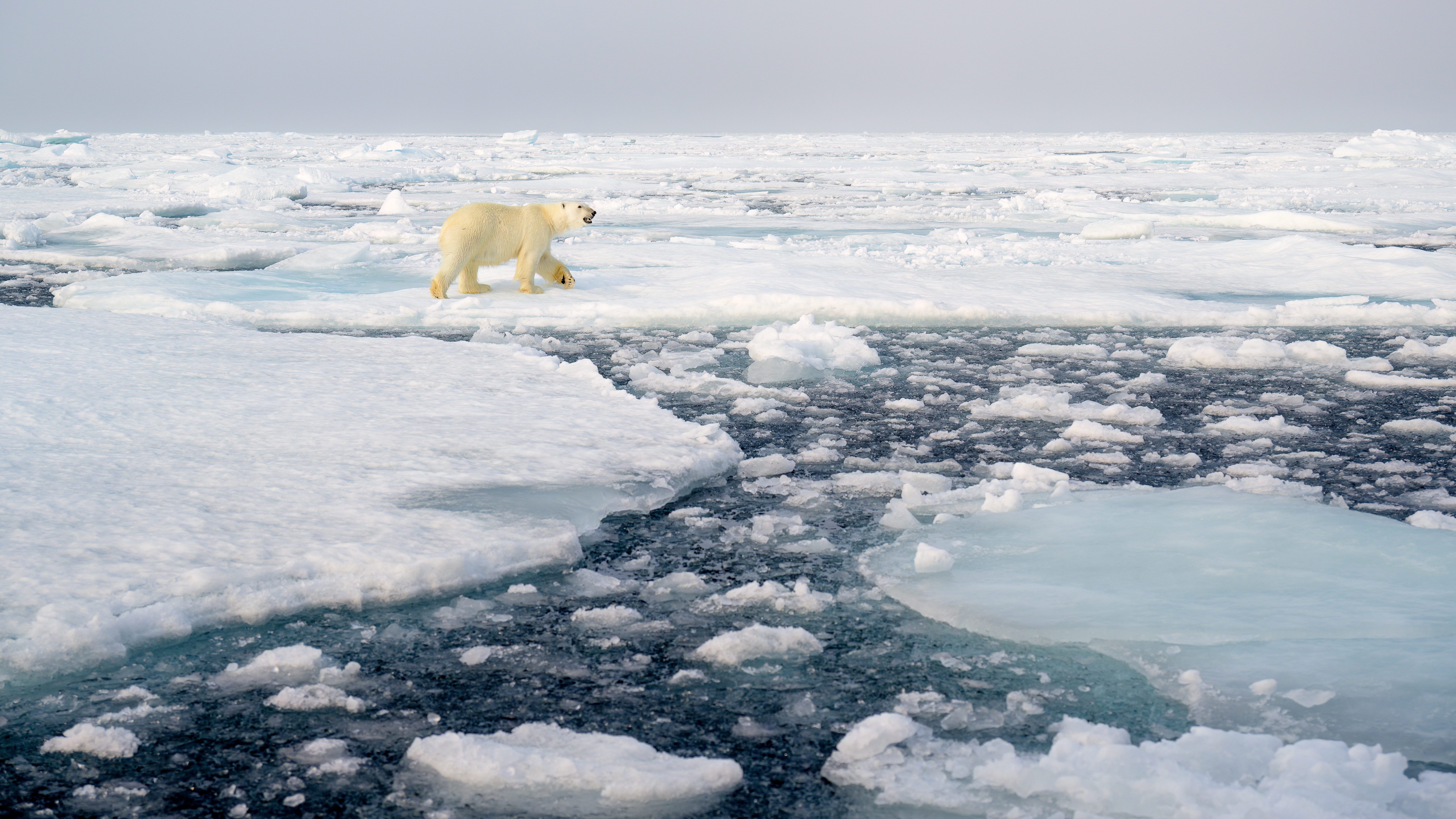 Polar Bear DNA Shifts May Help Species Cope With Warming Climate